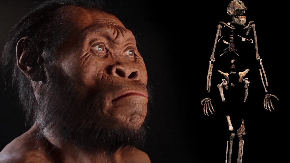 A reconstruction of Homo naledi (left) and a composite skeleton recovered from the Rising Star cave in South Africa. (Photo: Robert Clark/National Geographic, Lee Berger/University of the Witwatersrand via AP)