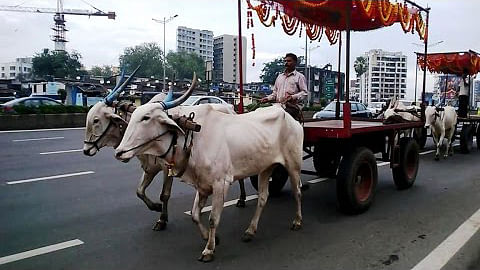 Why is it that in India, you may pee, spit and ride a bullock cart in the city, but never kiss?