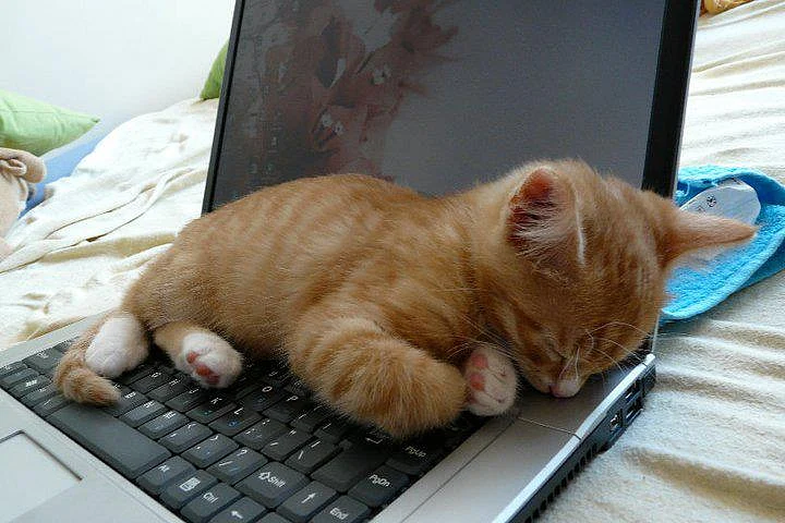 You don’t want to risk falling asleep on your laptop. (Photo Courtesy: <a href="https://reiswords.wordpress.com/2012/10/10/25-cats/18-dont-sleep/">Rei Swords: Rei’s Words</a>)