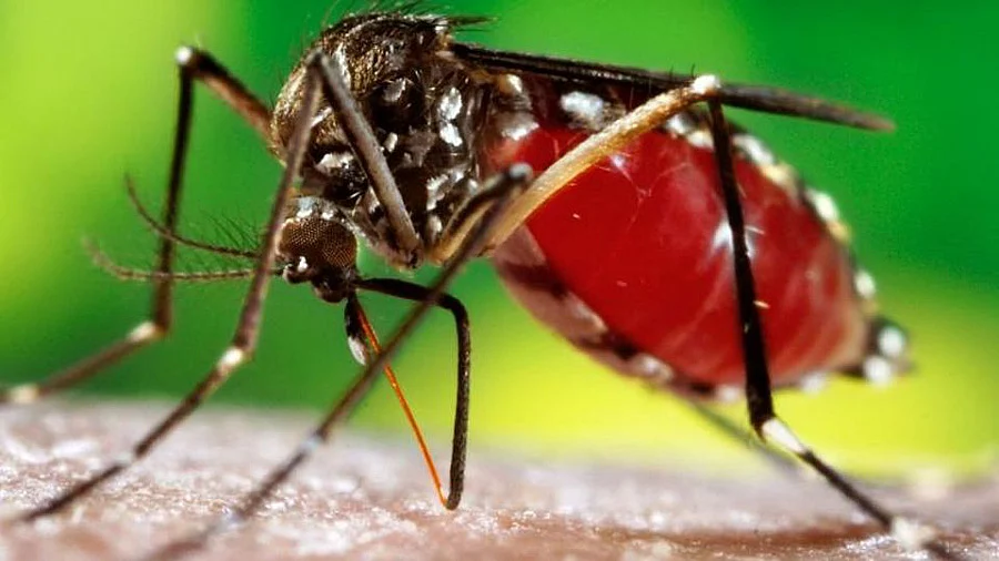 Dengue grips Kolkata.