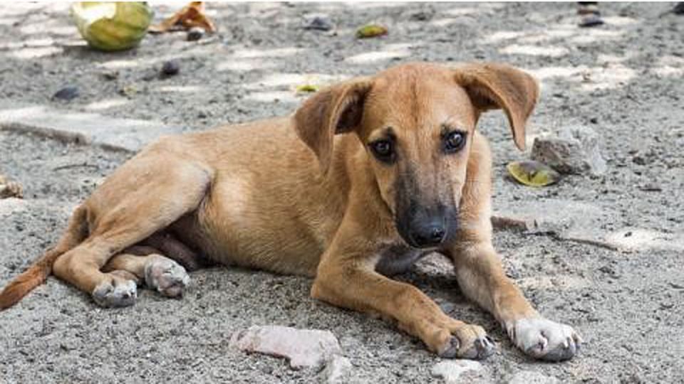 Kerala govt’s decision to cull the stray dogs has been met with a lot of resistance and protests. (Photo: The News Minute)