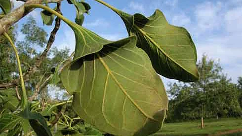 (Photo: <a href="http://www.hindu-blog.com/2010/10/how-ficus-krishnae-tree-or-krishna-fig.html">Hindu Blog</a>)