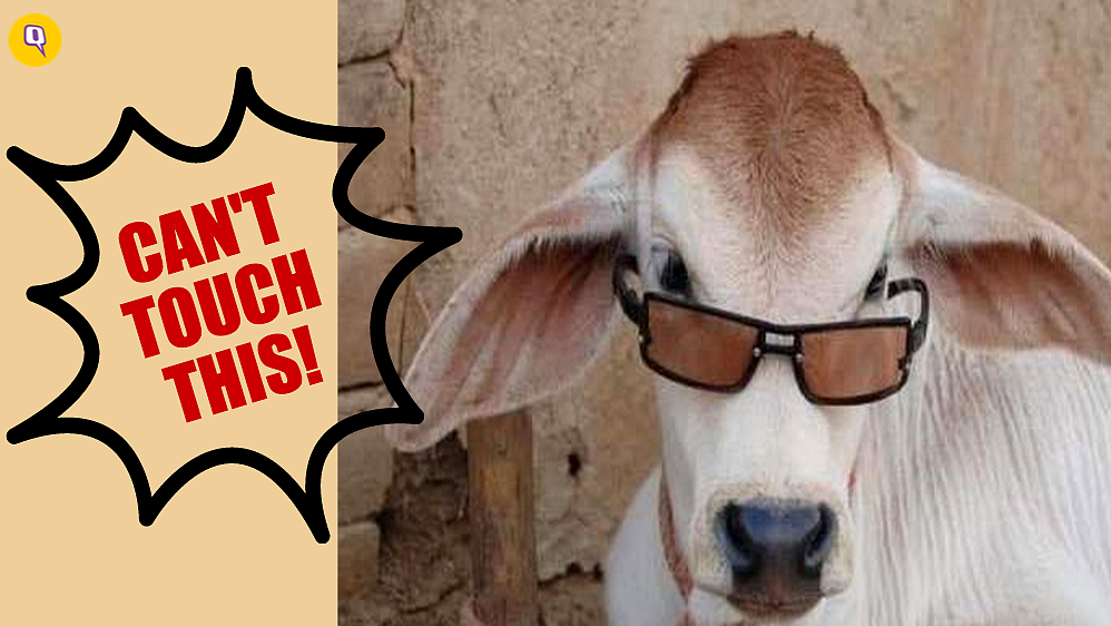 <i>Gai Humaari Mata Hai: </i>The wretched beef ban (Photo: <a href="http://www.amulyam.in/funny-pics-cow-with-sunglasses-212832">www.amulyam.in</a>)