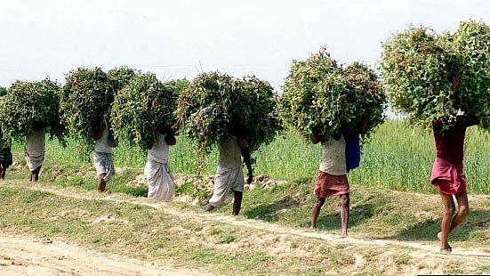 Close to half of Bihar’s young people depend on farming for a living. (Photo: Reuters)