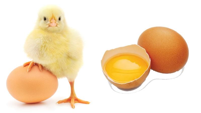 Class, caste and the egg debate: To egg the mid-day meal or not? With most states banning eggs in the mid-day meal scheme, are we holding child nutrition at the mercy of the vegetarian prejudice or are eggs as a healthy, affordable protein option an outdated myth?