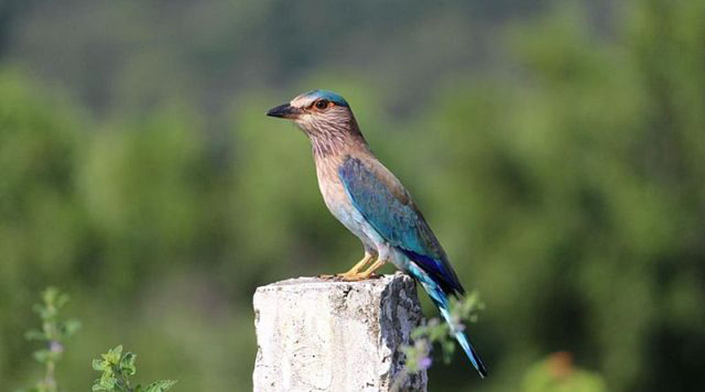 Telangana&nbsp;state bird Palapitta (Photo courtesy: <i>The News Minute</i>)