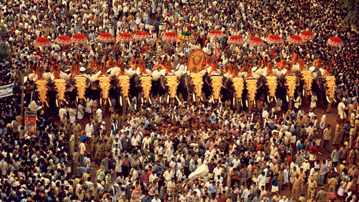 A photo from the archives of elephants adorned with ornate golden ‘nettipattoms’ on their foreheads at Thrissur Pooram. 