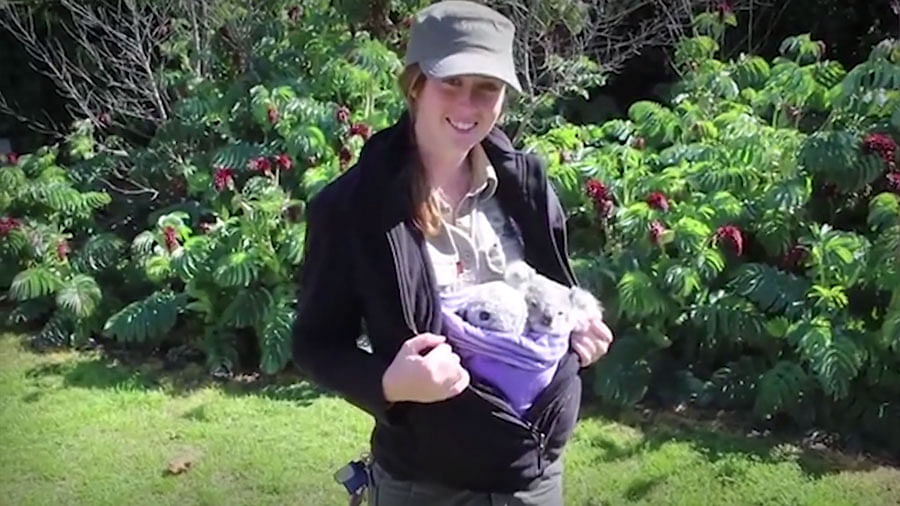 A baby koala is being raised by a couple in Sydney. (Photo: AP screengrab)