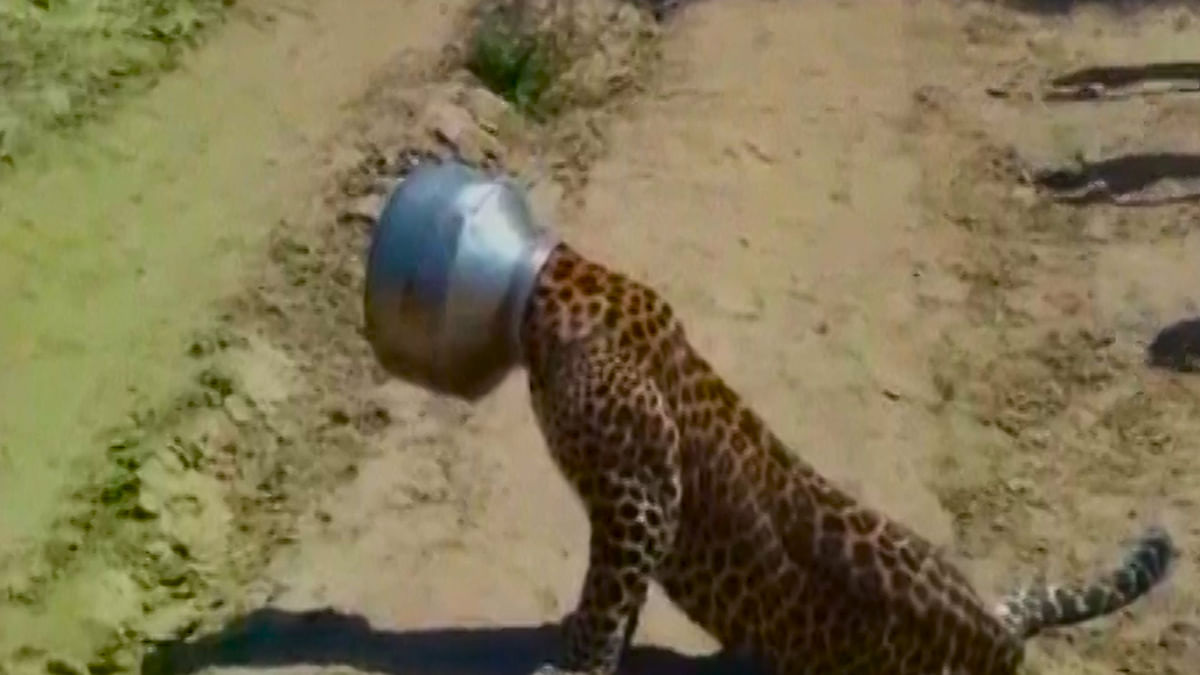 Leopard Gets Head Stuck in Pot While Trying To Drink Water
