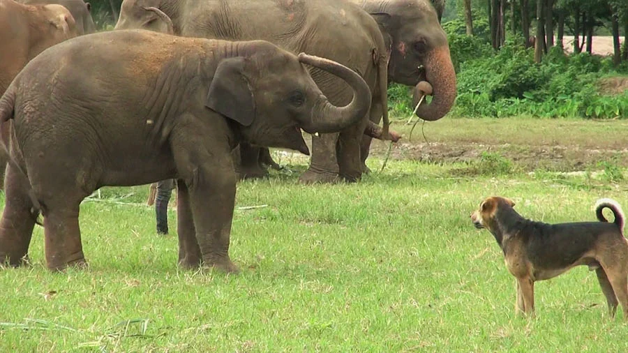 An excitable dog plays a game of chase with a baby elephant. Representational image.