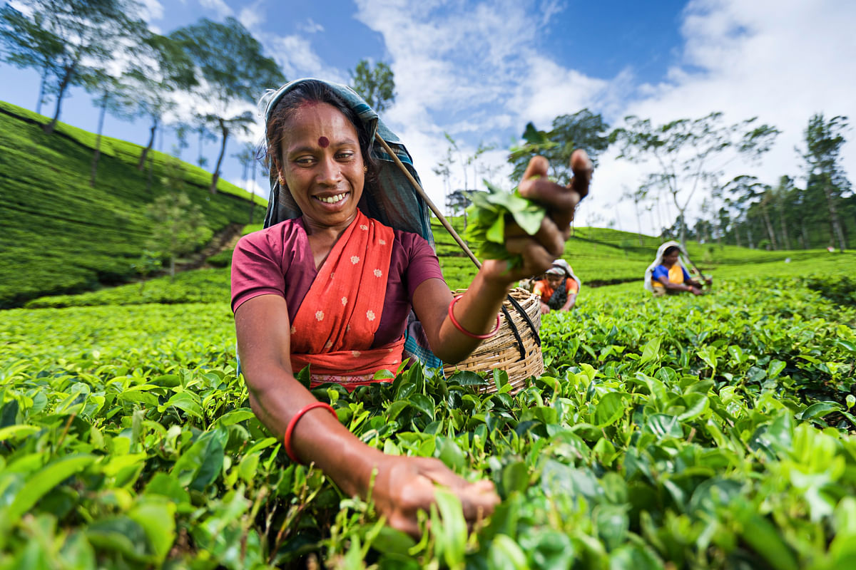 The lives of India’s tea plantation workers are nothing like the tea ads that you’re familiar with. 