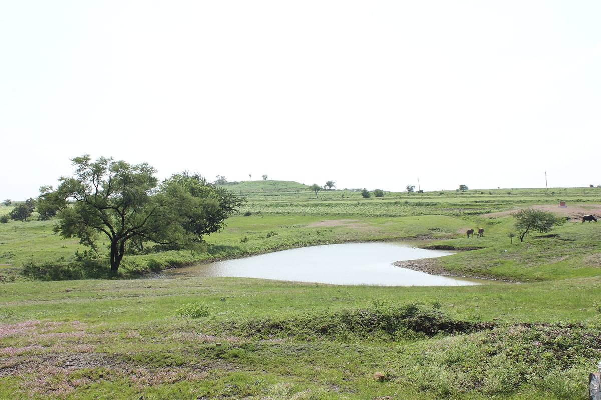 In July, Marathwada suffered from a severe drought. But the rains
this month have erased all evidence of it.