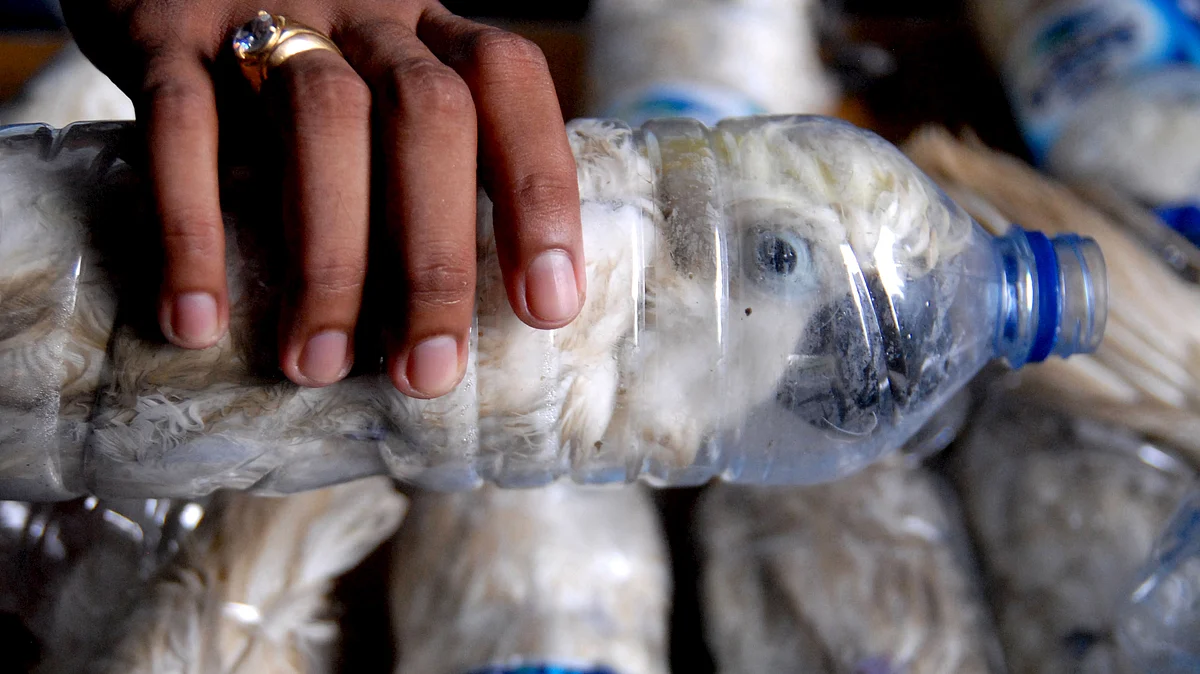 A policeman holds a water bottle with a yellow-crested cockatoo put inside for illegal trade, at the customs office of Tanjung Perak port in Surabaya, East Java province, Indonesia. (Photo: Reuters)