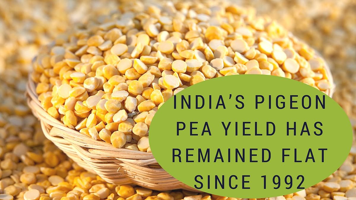 From a fertiliser policy to adequate storage facilities, a lot needs to be done to deal with shortage of pulses.