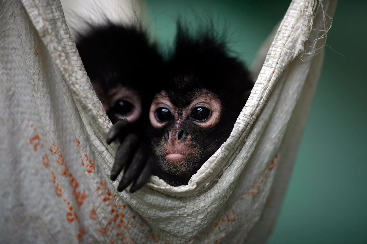 A couple of Spider Monkeys, that had been found on a bus inside a bag with three dead monkeys, rest in a hammock at the Federal Wildlife Conservation Center on the outskirts of Mexico City. (Photo: Reuters)