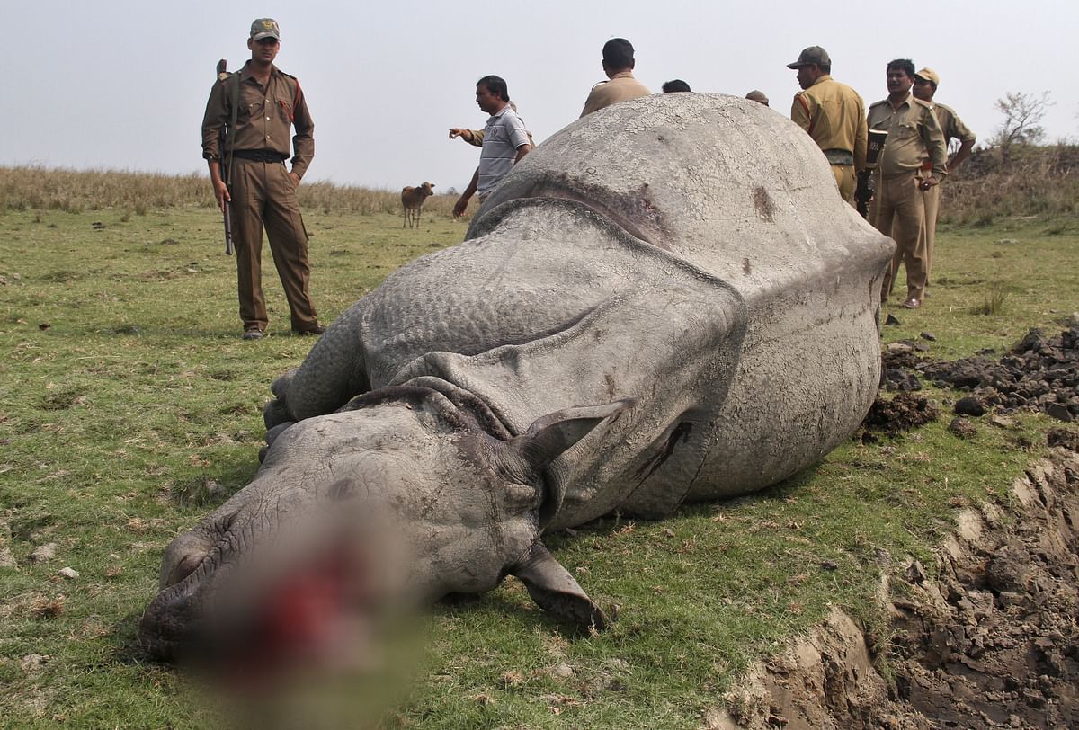 An Indian one-horned rhino lies dead with its horn missing at Pobitora Wildlife Sanctuary in the northeastern Indian state of Assam March 26, 2014. (Photo: Reuters)