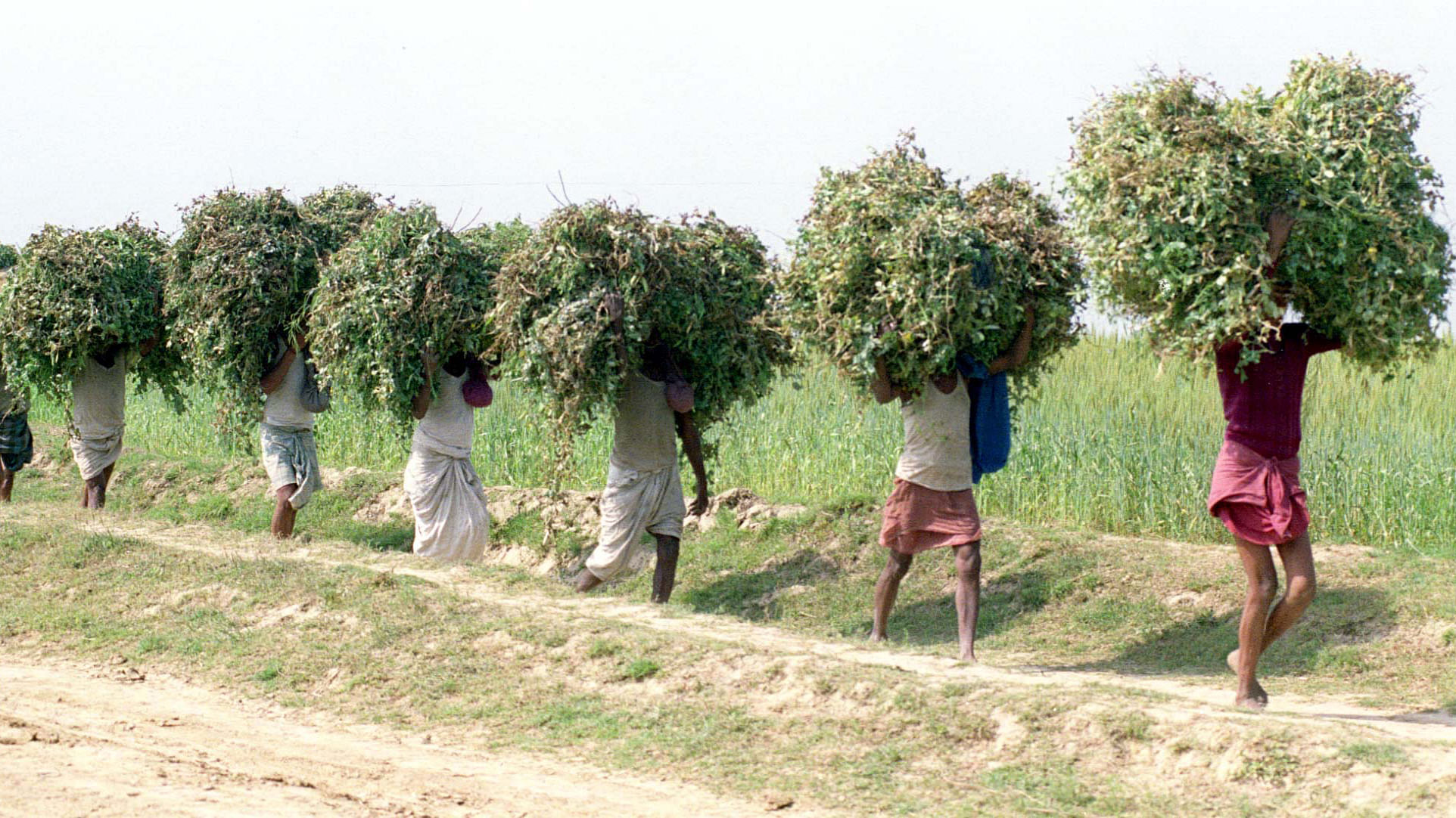 Farmer suicides have been reported from each district of Karnataka.&nbsp;(Photo: Reuters)
