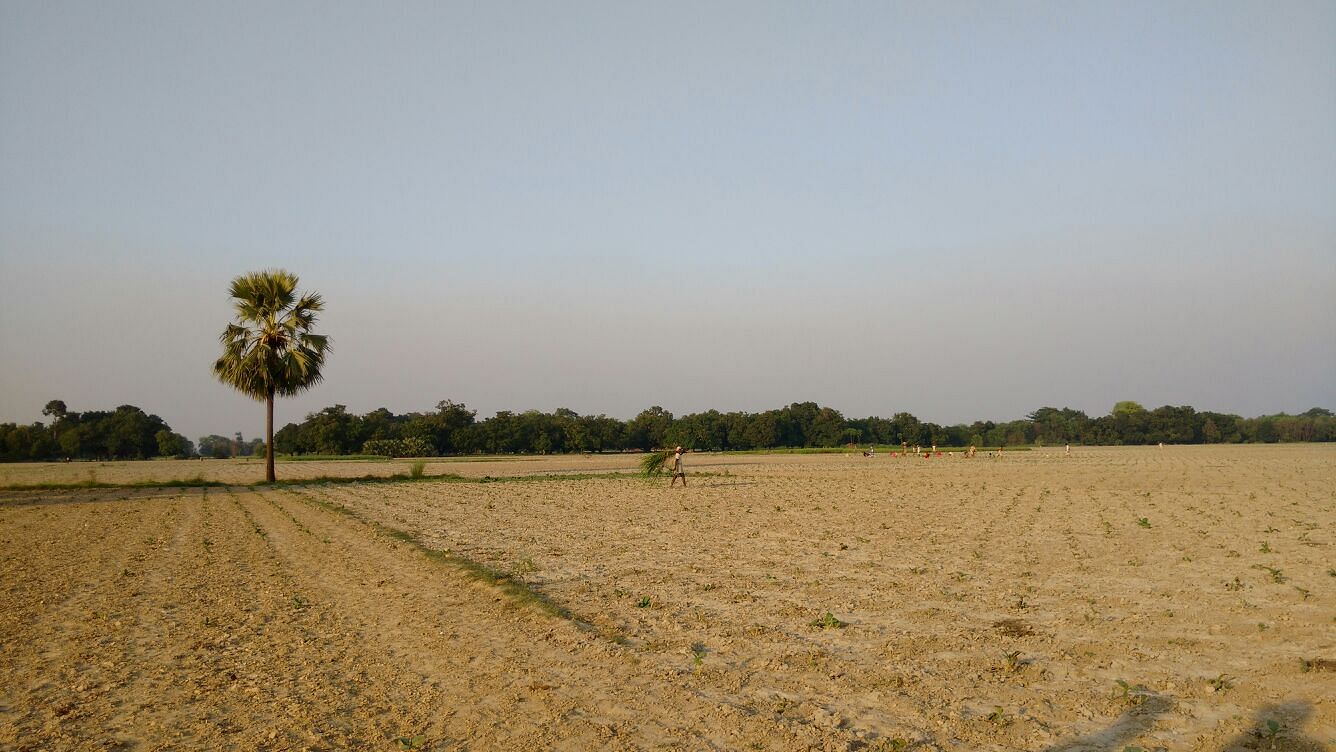  A small patch of green flourishes with the help of water pumps, but a large part of Irshad’s tobacco crop is perishing for want of rain. (Photo: <b>The Quint</b>)