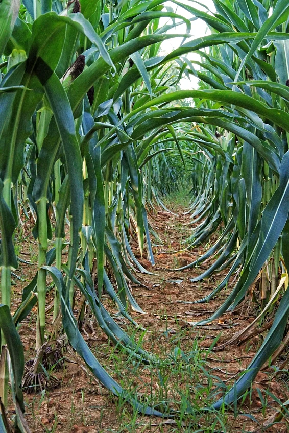 Patterns made by plantation in a field. (Photo: iStockphoto)