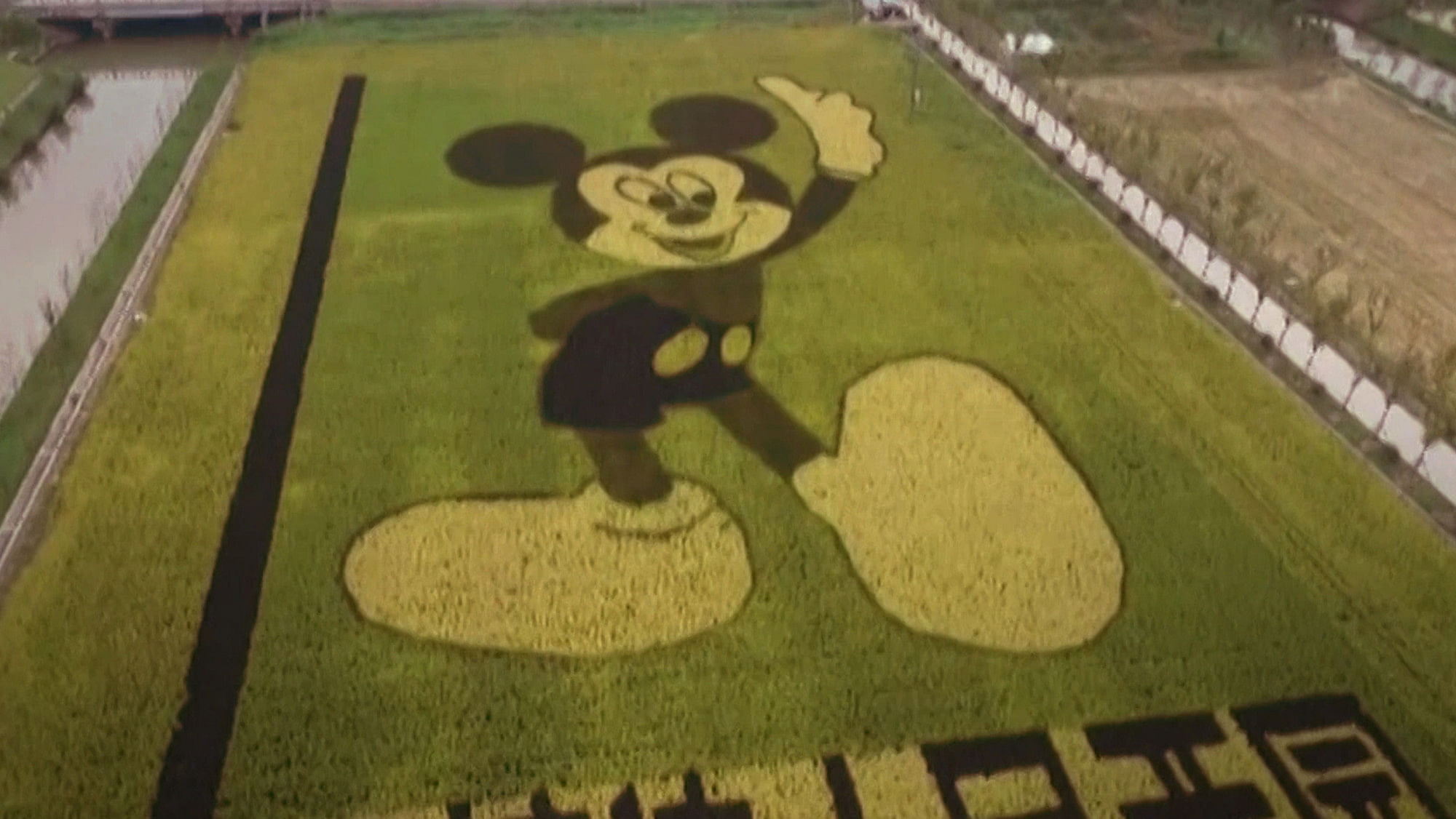 A massive image of Mickey Mouse grown on a farmland on the outskirts of Shanghai, China. (Photo: AP/Newsflare screengrab)