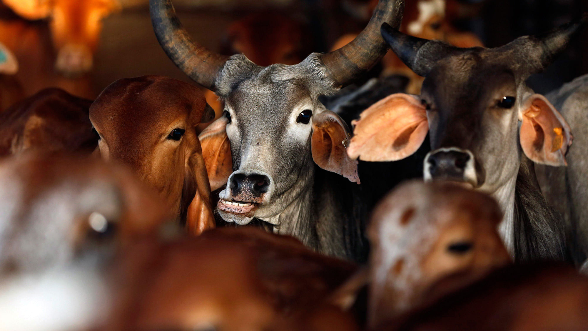 Cattle at <i>Goushala </i>(Photo: Reuters)&nbsp;