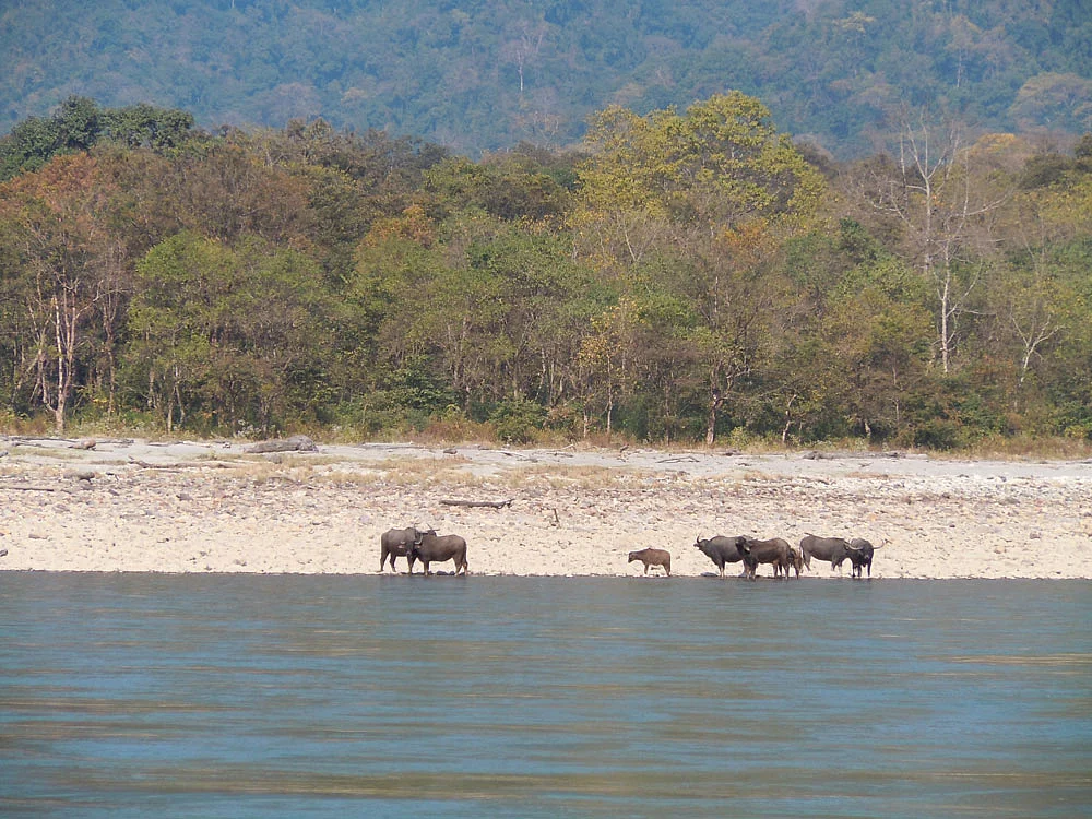 The damming of Manas is posing a threat to grassland animals (Photo: Maitreyee Handique)