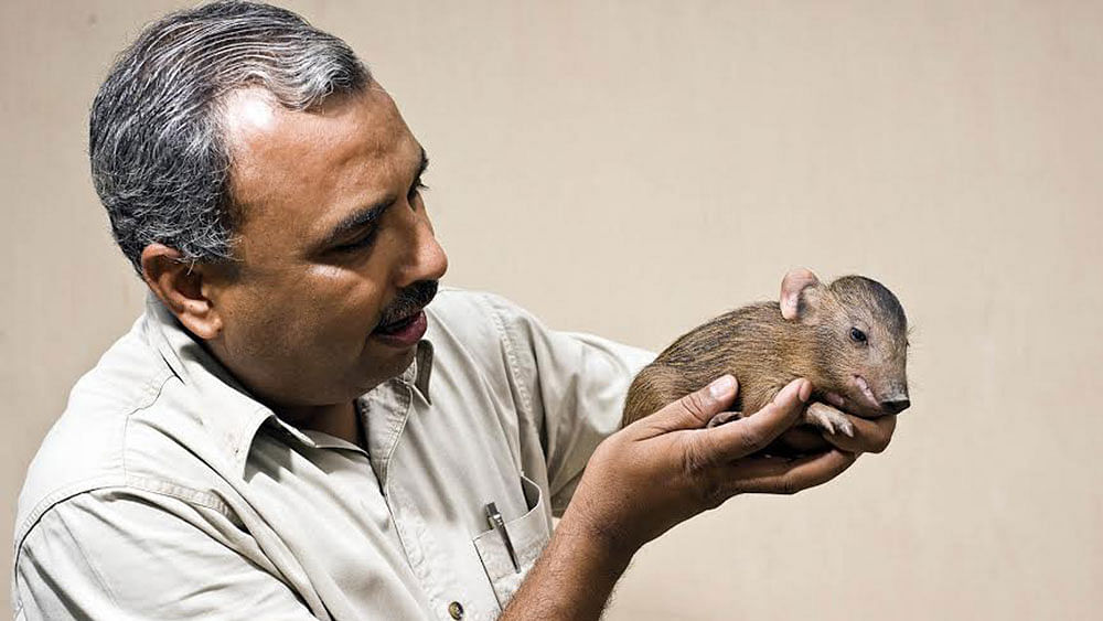 Field biologist Dr Goutam Narayan holding a captive newborn. (Photo Courtesy: Pygmy Hog Research &amp; Breeding Centre)