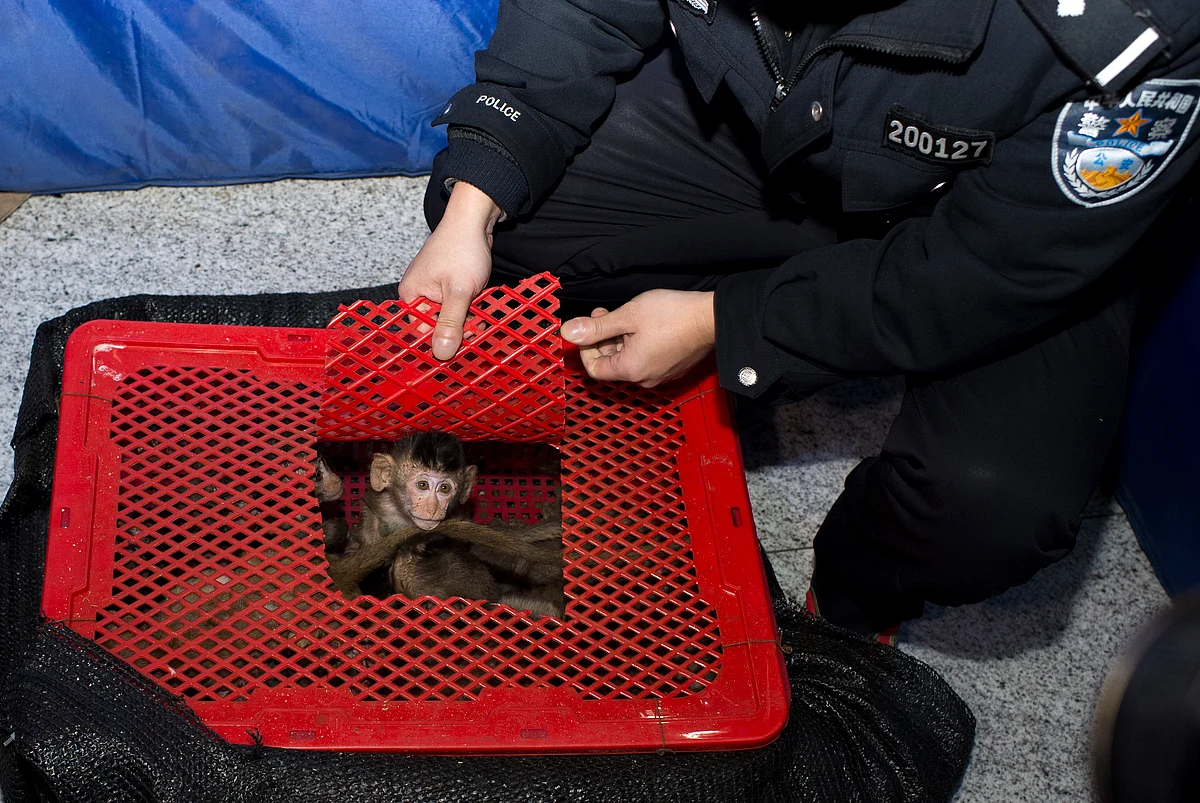 Long-tailed macaque babies are seen inside a basket as police seized a truck smuggling them from Vietnam to China, in Changsha, Hunan province. (Photo: Reuters)