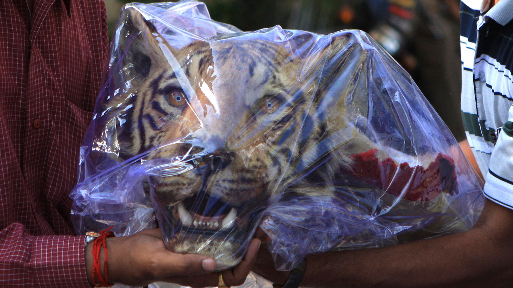 File image of crime branch officers holding a seized head of a Royal Bengal tiger outside a hotel in Nagpur March 16, 2011. (Photo: Reuters)