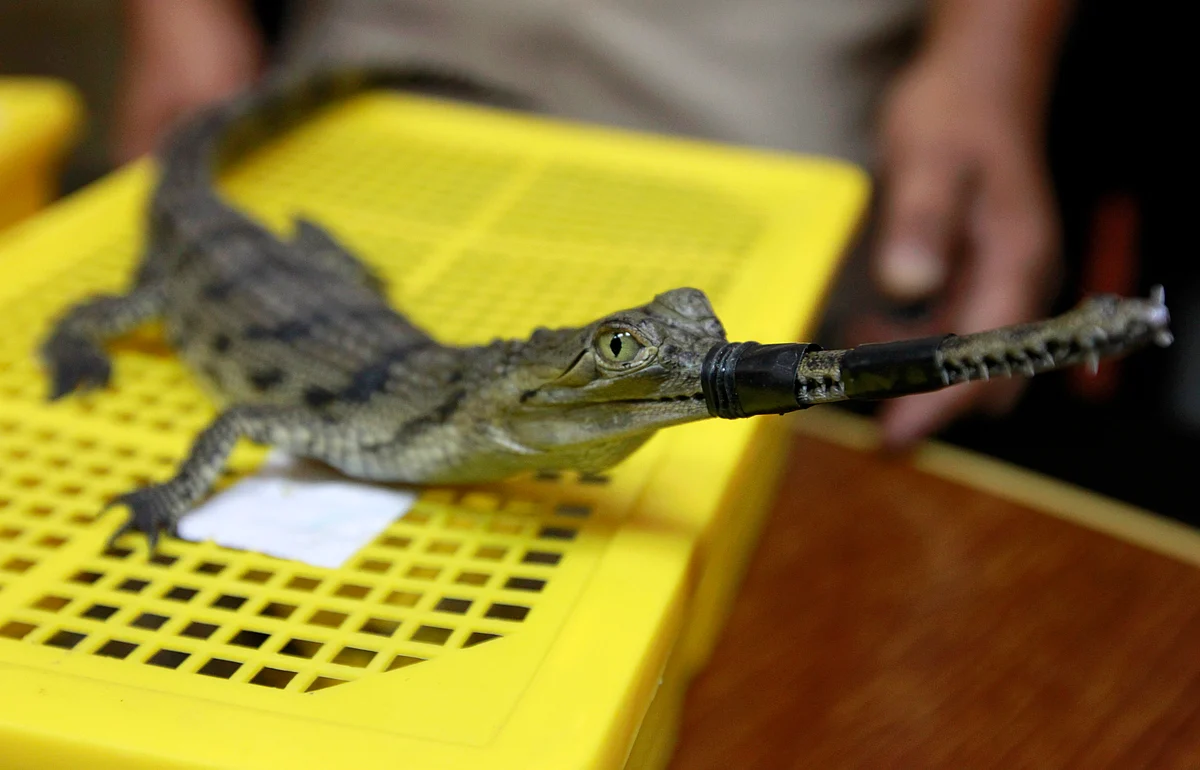 A Thai cop shows a baby crocodile with his mouth tied. 451 such baby crocodiles were seized earlier this year from small bags packed into cases after authorities received a tip off that a known trafficker was on his way to Thailand’s grey market. (Photo: Reuters)
