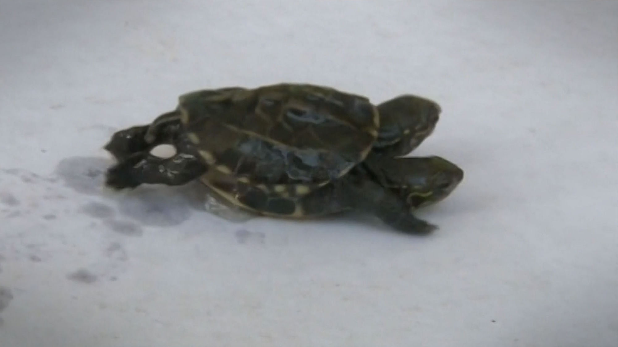 Two-headed turtle born to a turtle farmer in China. (Photo: AP screengrab)