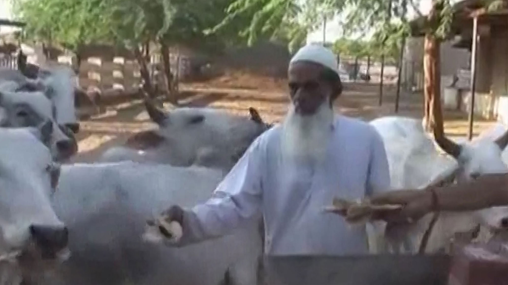 Haji Mehruddin, has been arranging food for cows for the last 15 years. (Photo: ANI screengrab)