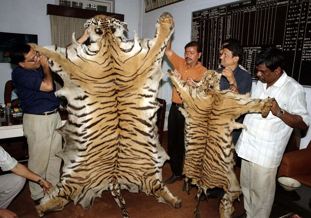 Policemen show seized skins of royal Bengal tigers. (Photo: Reuters)