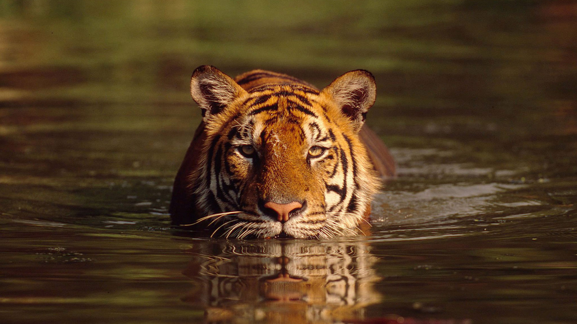 In the last year, 14 cases of tiger-poaching have been recorded on the India-Nepal border. (Photo: iStock)