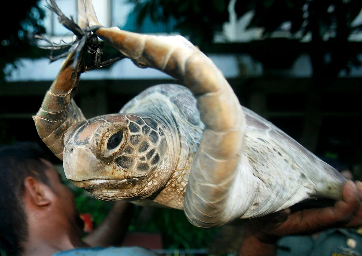 A worker holds a green turtle (Chelonia mydas) after unloading it from a truck in Denpasar, capital city of the province of Bali. (Photo: Reuters)