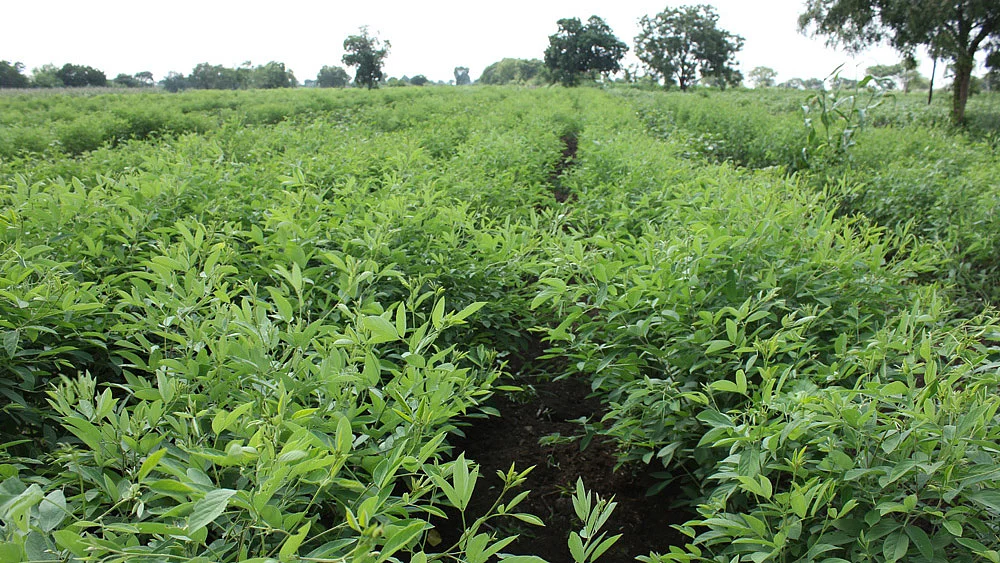 Lush pigeon pea crop in Maharashtra’s Beed district after September rains. (Courtesy: Vivian Fernandes)
