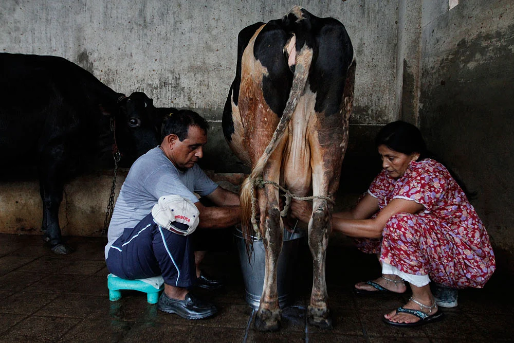Girl Milked Like A Cow