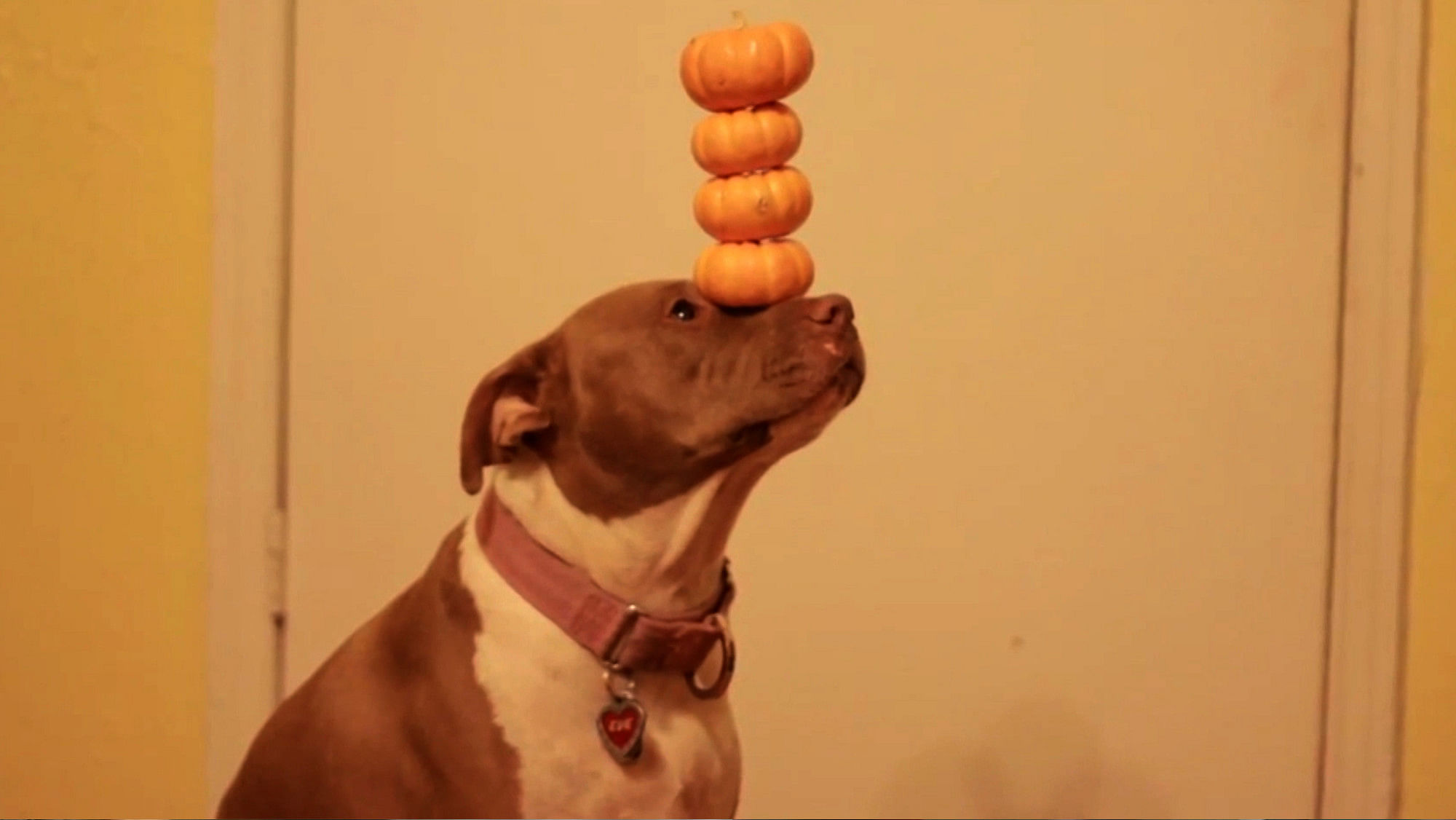 Eve, the Pit Bull, performs an amazing Halloween trick by balancing four baby pumpkins on her nose. (Photo: AP/Newsflare screengrab)