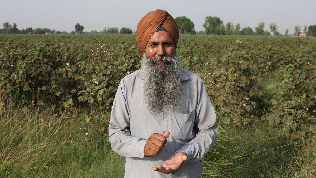 A  crisis looms large in Punjab with farmers suffering losses over damaged cotton crops, writes Vivian Fernandes