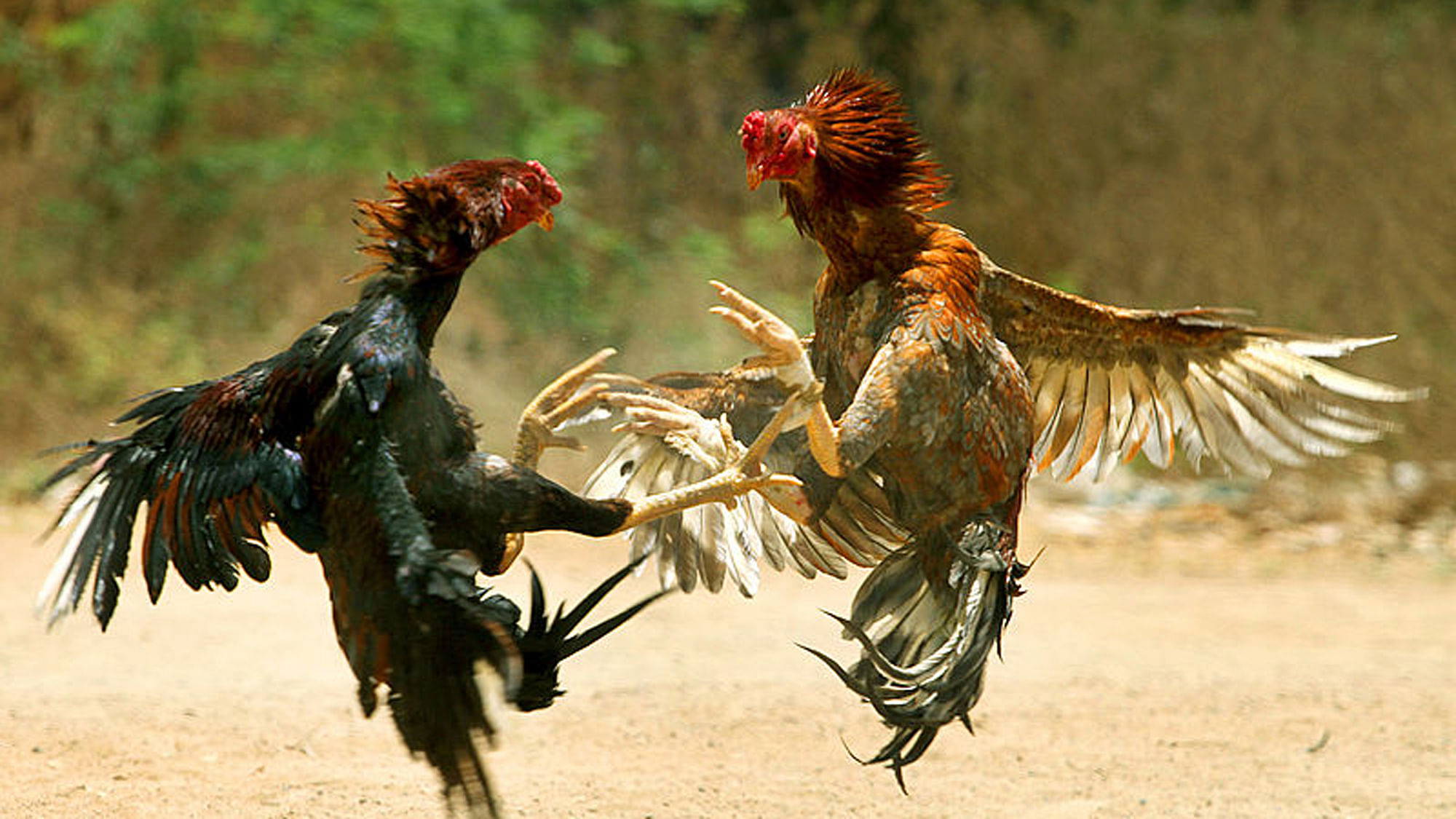 Andhra Pradesh is set for another season of ‘cockfighting’. (Photo Courtesy: The News Minute)