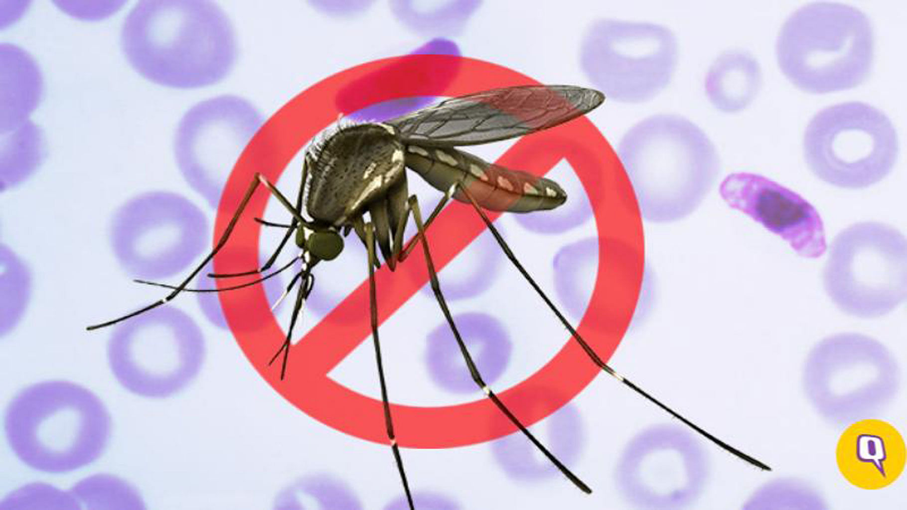 The U.S. Food and Drug Administration is considering releasing the non-biting mosquitoes to pass along a birth defect to their progeny, thus killing off the next generation of the mosquitoes that carry malaria (Photo: The Quint)