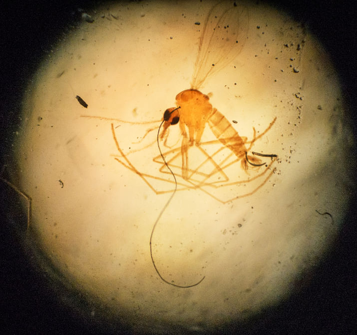 Can a mutant mosquito eliminate malaria?