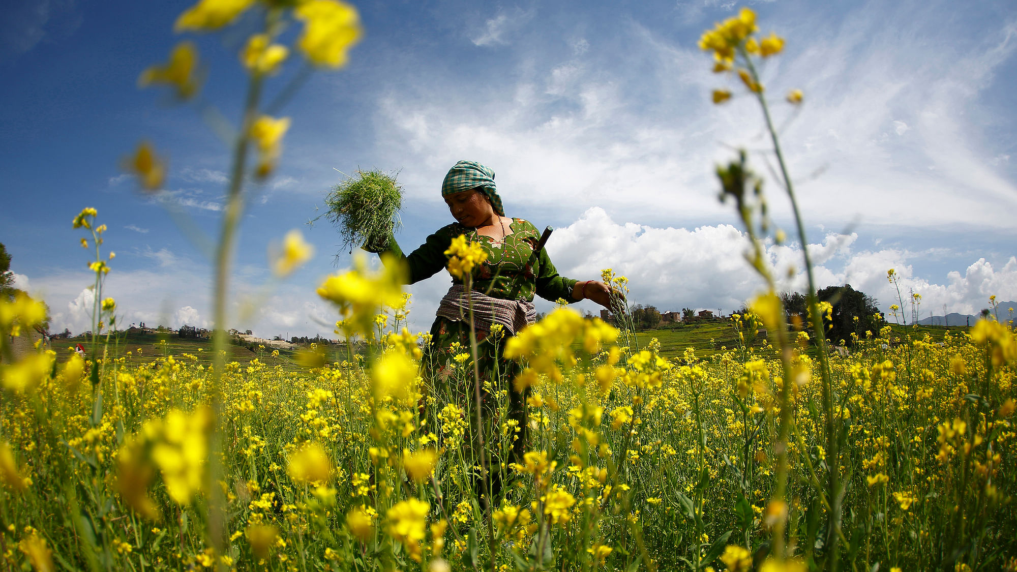 A woman works in the mustard fields of Khokana in Lalitpur, March 18, 2015. (Photo Courtesy: Reuters)