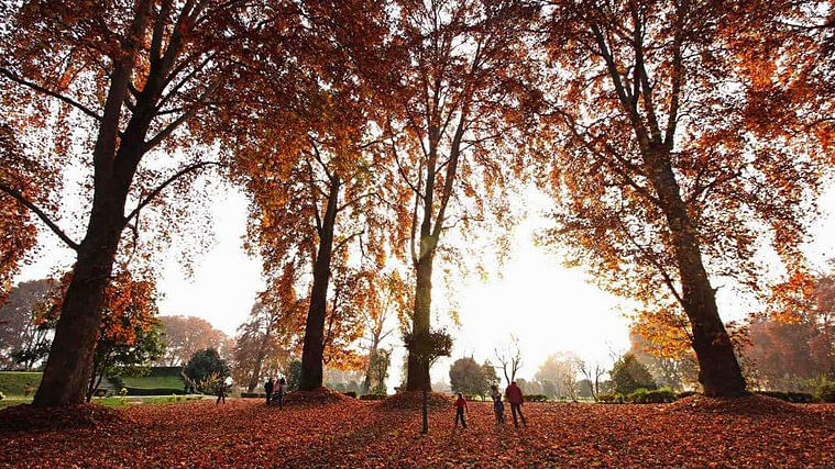 Majestic Chinar trees paint the autumn landscape of Kashmir in myriad hues. (Photo Courtesy: Twitter/<a href="https://twitter.com/lookaround81/status/668724094892806144">@lookaround81</a>)