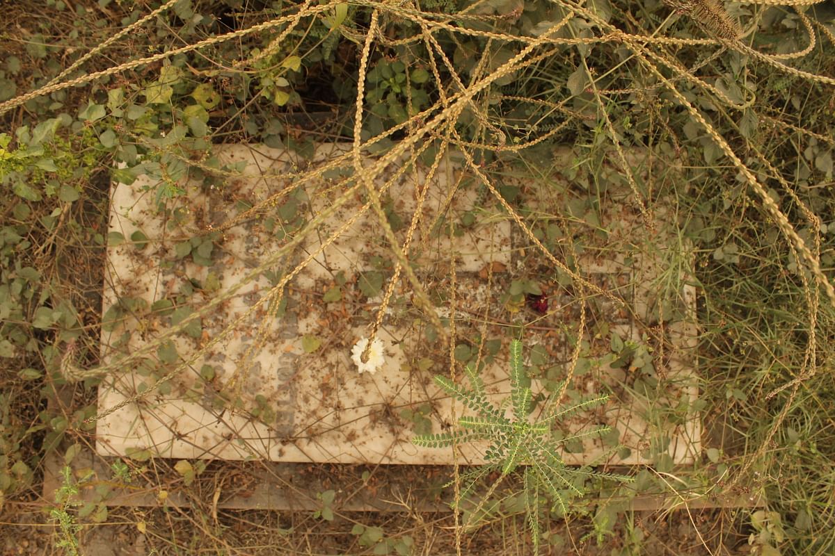 An old grave taken over by shrubs and ferns, with a single daisy. (Photo: <b>The Quint</b>)