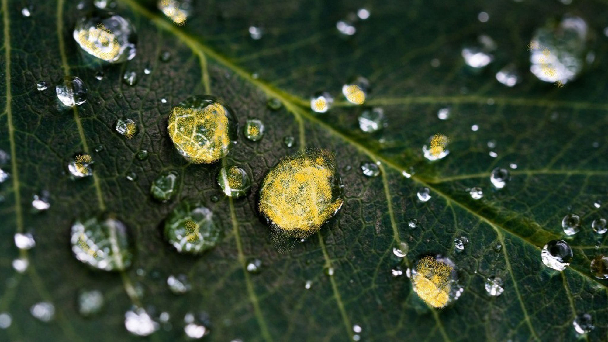 The Meppady region of Wayanad district received yellow-coloured rain on Friday.&nbsp;(Photo Courtesy: The News Minute)