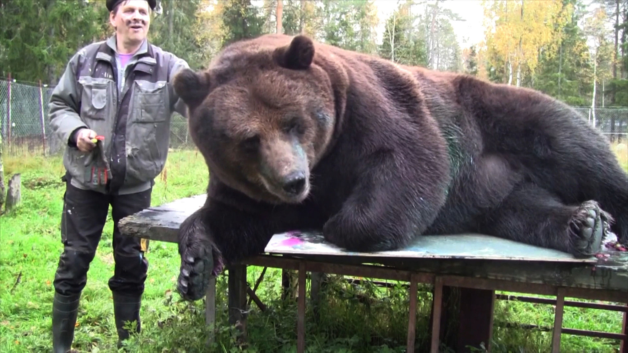 Какие медведи крупнее. Самый большой медведь Кадьяк 1200 кг. Медведь людоед Гризли на Аляске. Самый большой в мире медведь Гризли. Джим Ковальчик и 22-летний медведь Джимбо.