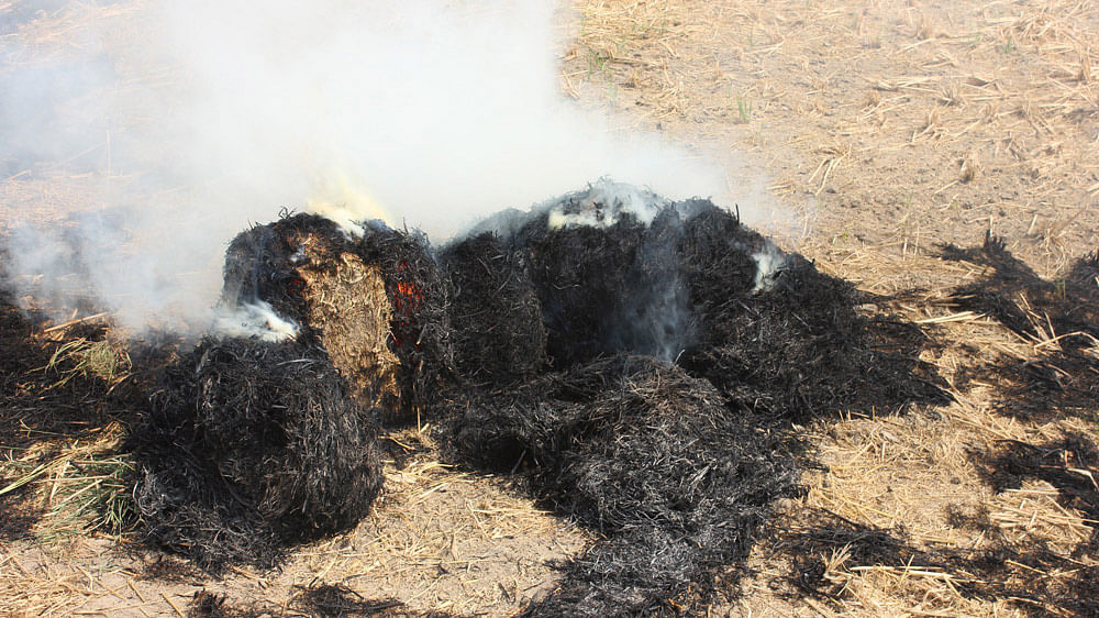 delhi-would-breathe-easy-if-punjab-farmers-don-t-burn-paddy-straw