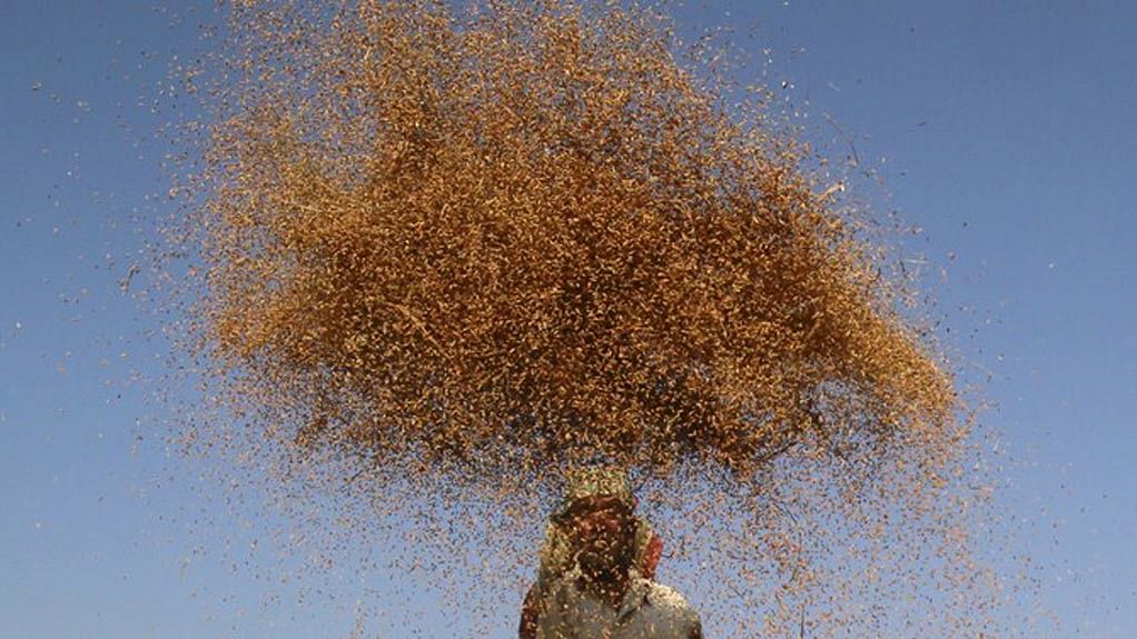 A farmer winnows paddy crops in the field. (Photo: Reuters)