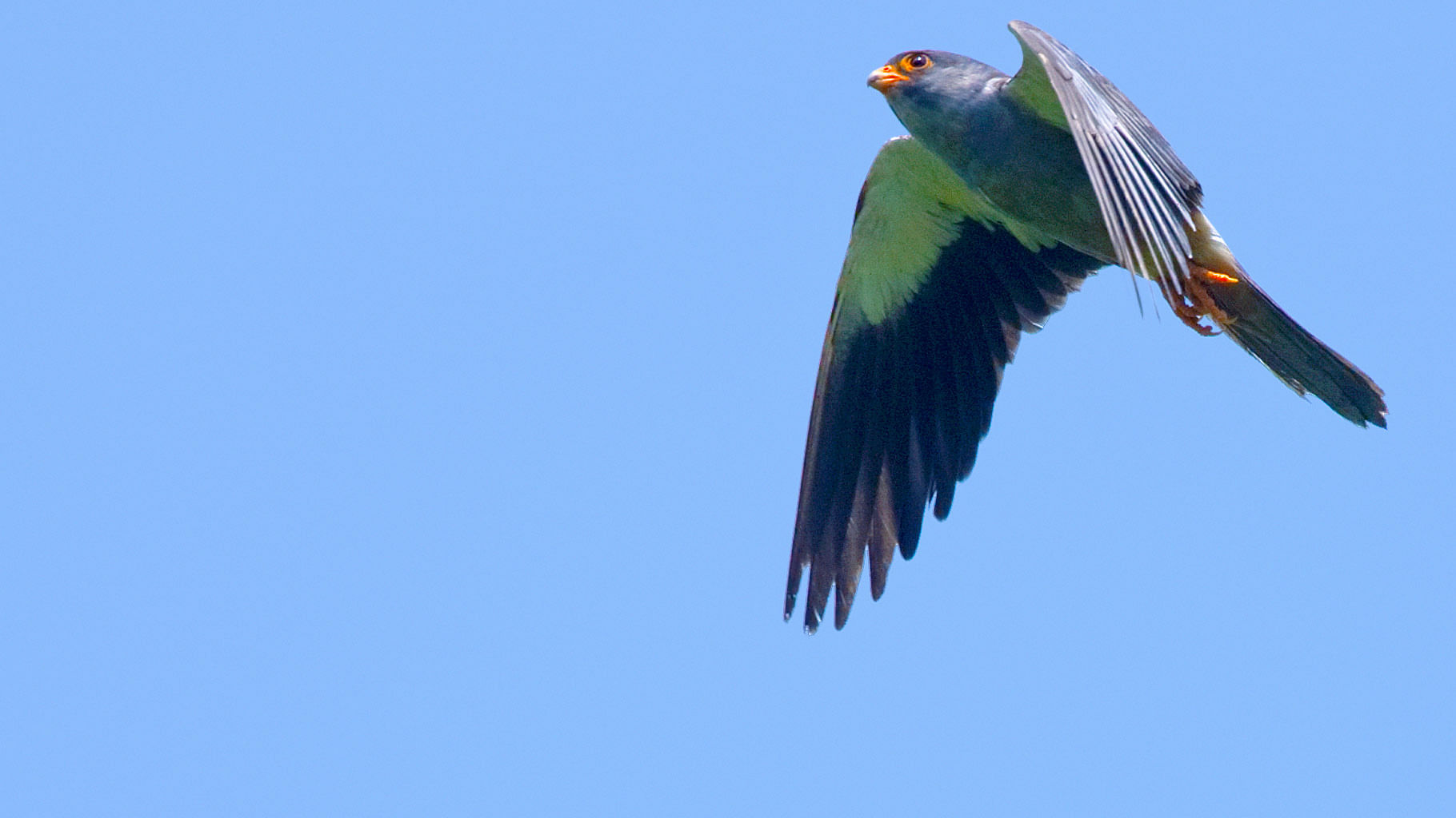 An Amur falcon hovering in the air. (Photo Courtesy: Ramki Sreenivasan/<b>The Quint</b>)